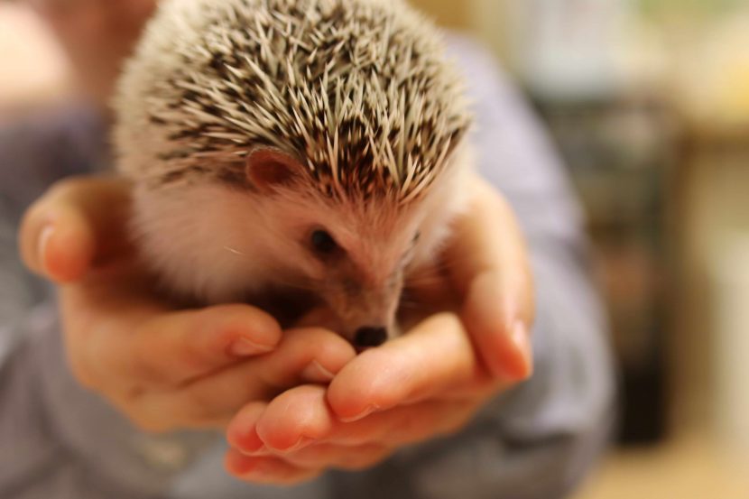 Hedgehog at HAGU Cafe