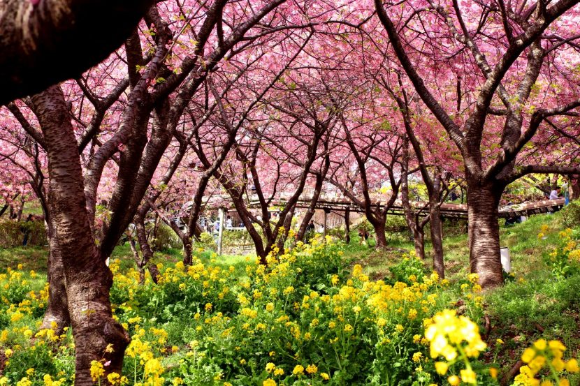 The climb up to Nishihira Park, Matsuda Cherry Blossom Festival