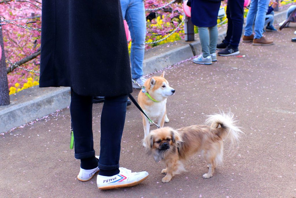 Shibaken and another dog at Nishihira Park, Matsuda Cherry Blossom Festival