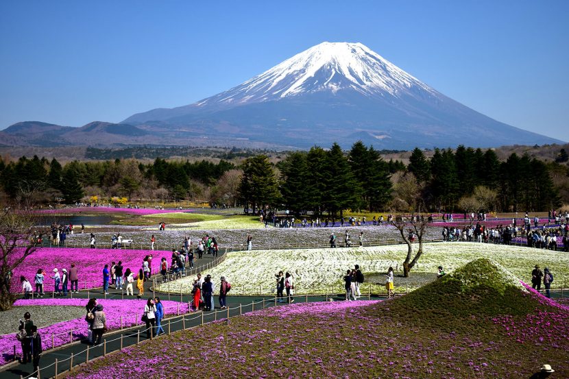 Fuji Shibazakura Festival, Mt Fuji and mini Mt. Fuji