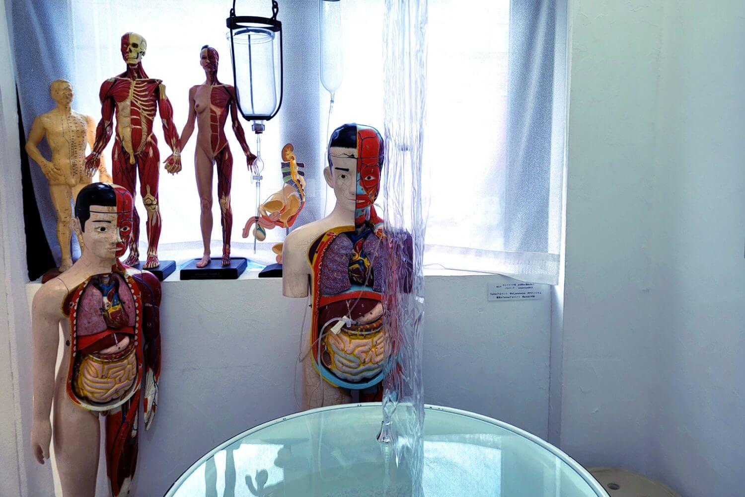 Anatomical models at the Sanatorium Cafe