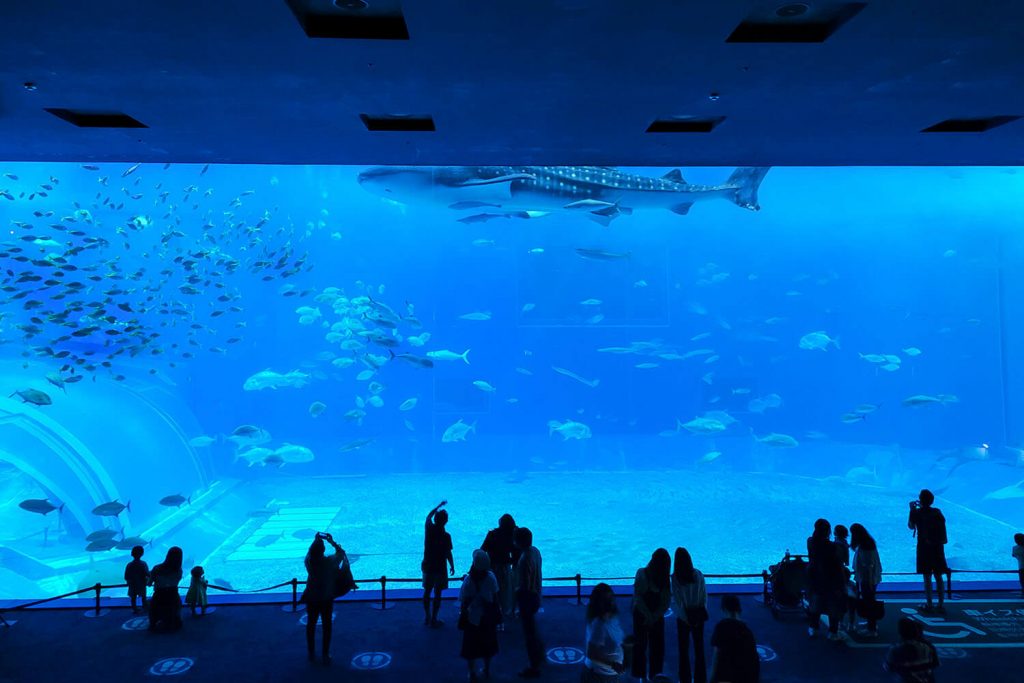 Churaumi Aquarium, a classic must do in Okinawa