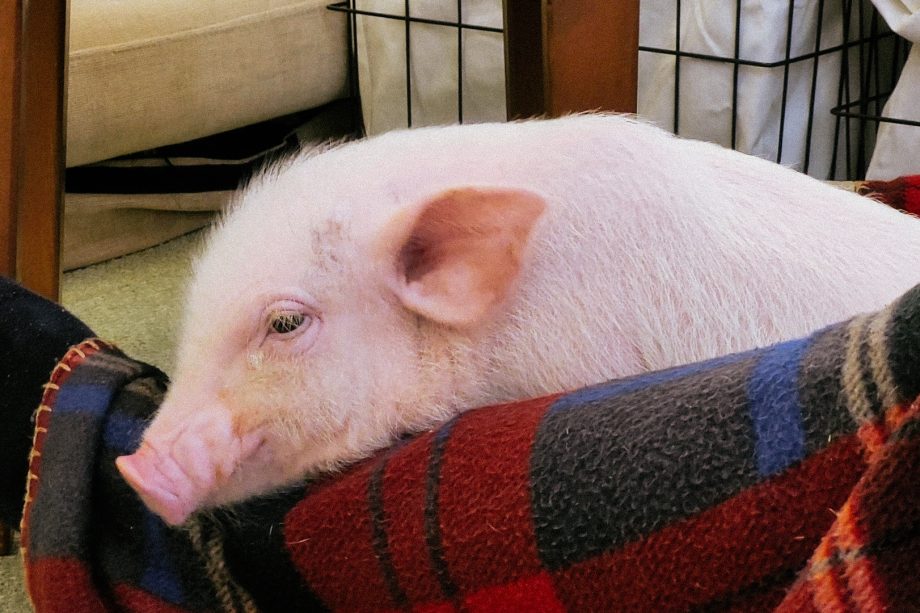 A pig chilling at Mipig Cafe