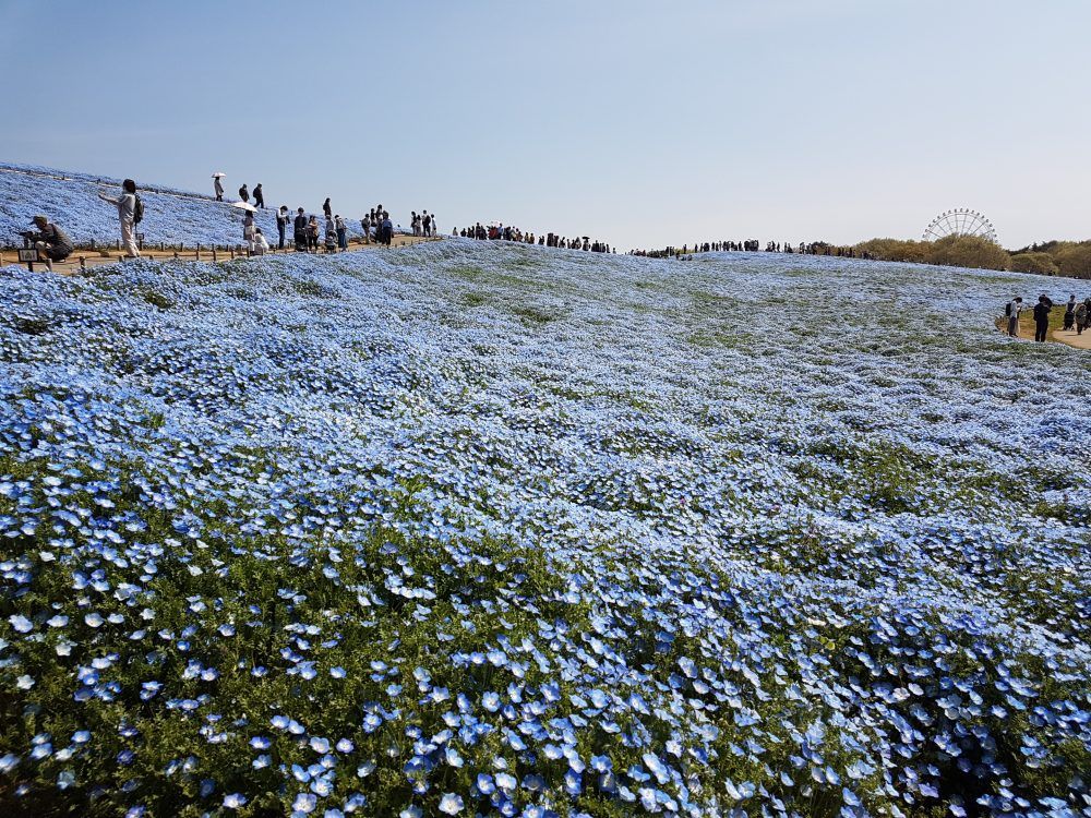 Baby Blue Eyes at Hitachi Seaside Park
