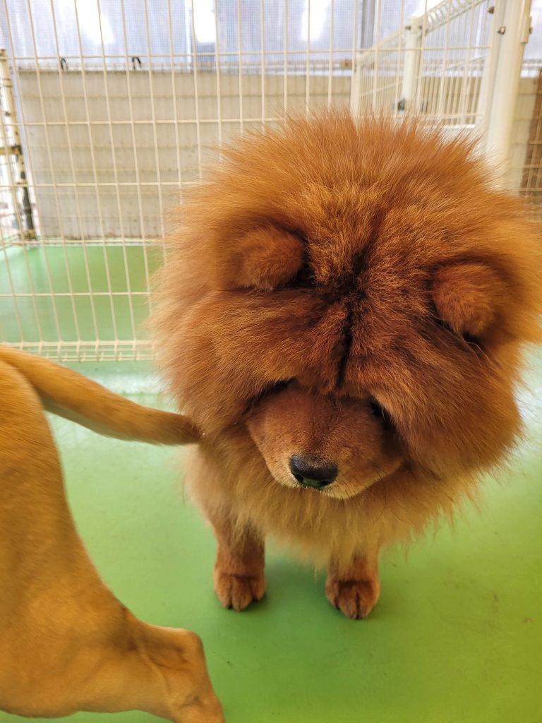 Tibetan mastiff