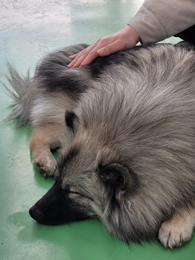 Naughty boi Keeshond 