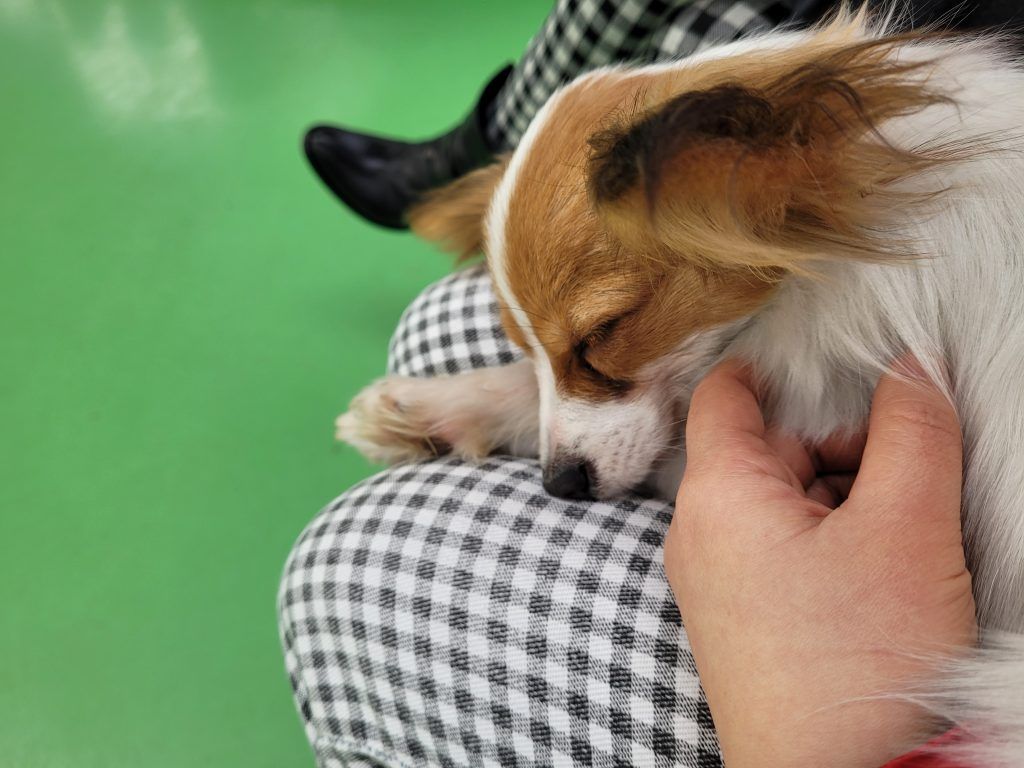Papillion asleep on my lap