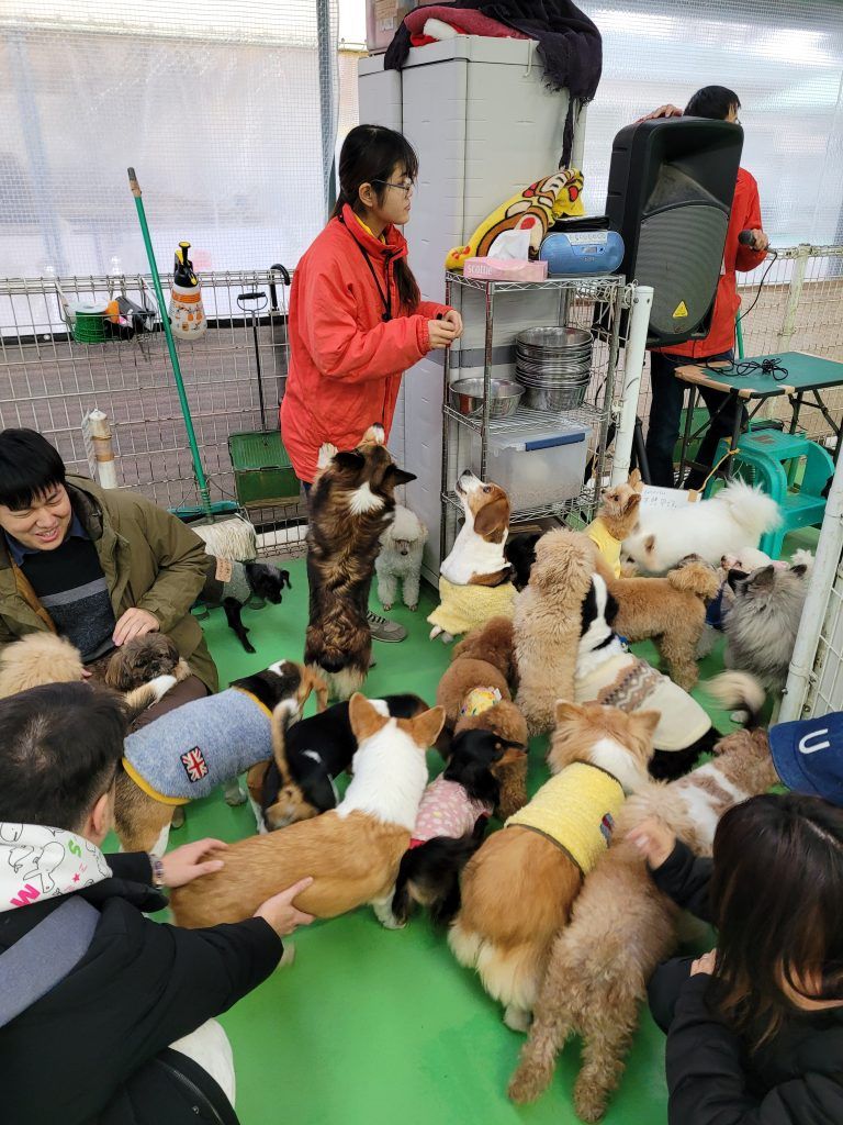 Small dog breeds galore at Tsukuba Wan Wan Land