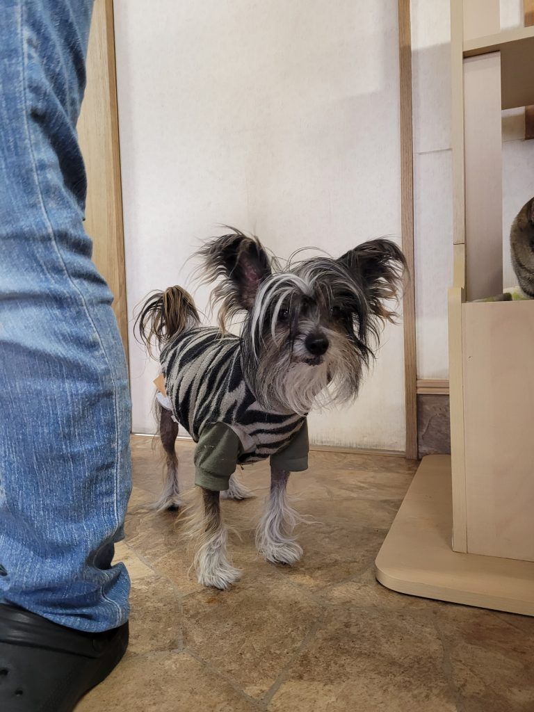 Dog that identifies as a cat?