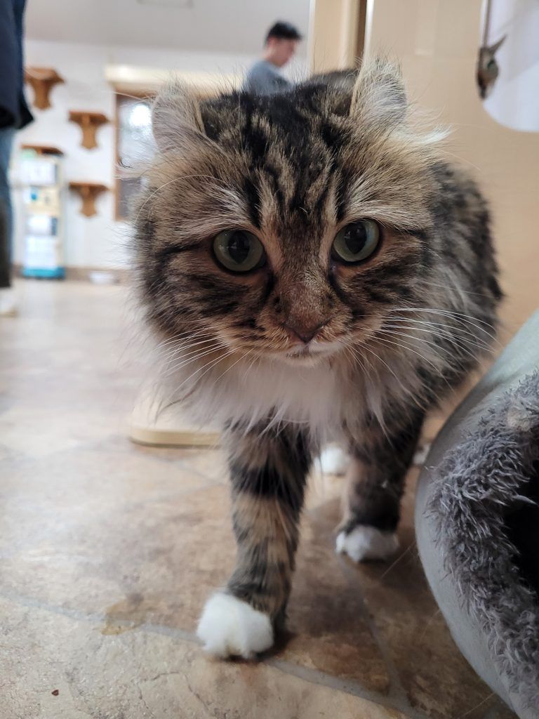 A cat's watchful gaze