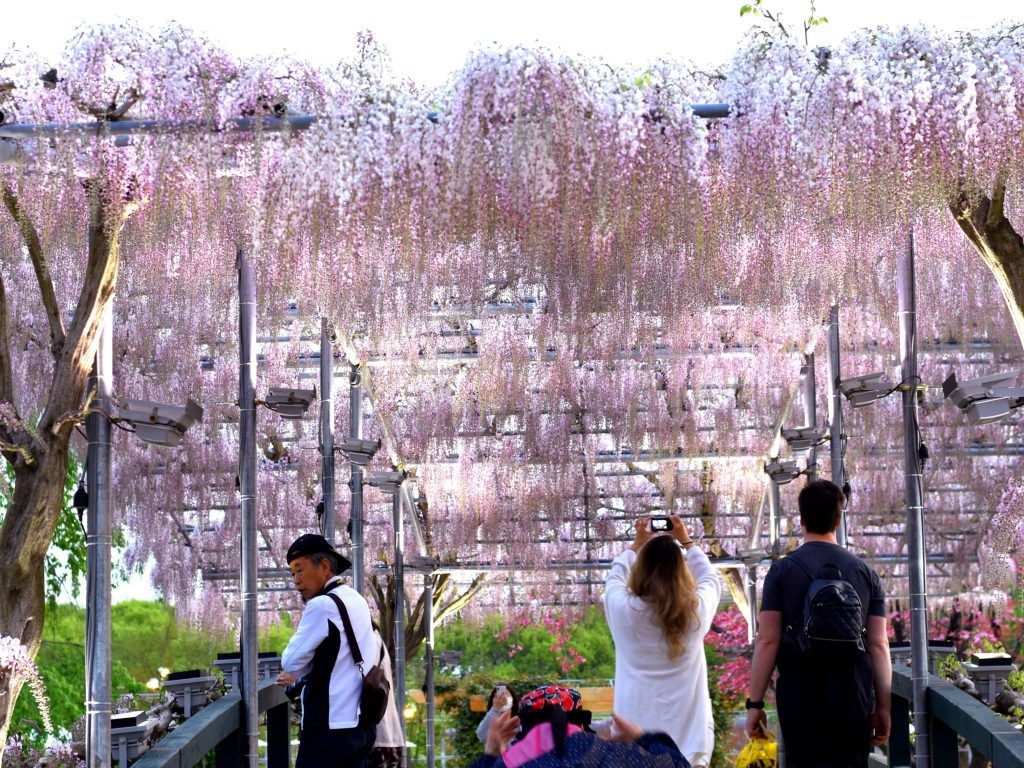 Wisteria at Ashikaga Flower Park