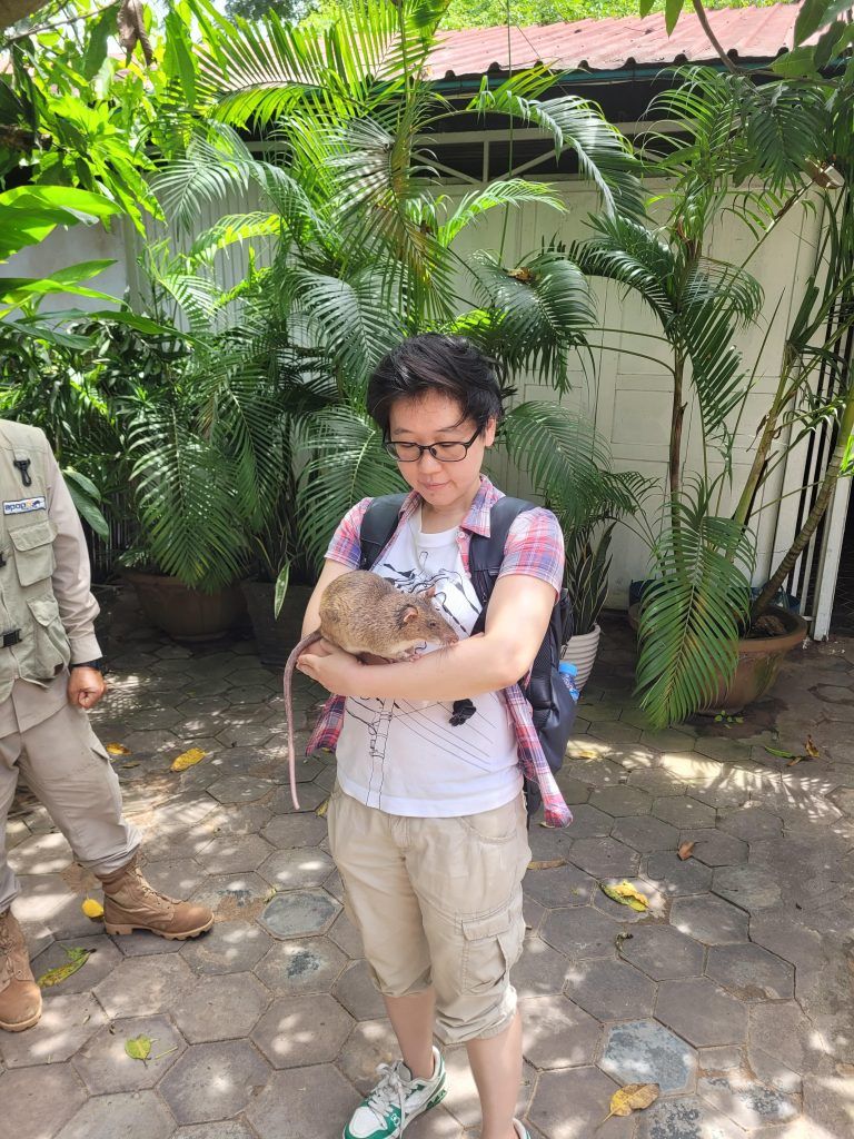 Holding an African giant pouched rat at APOPO