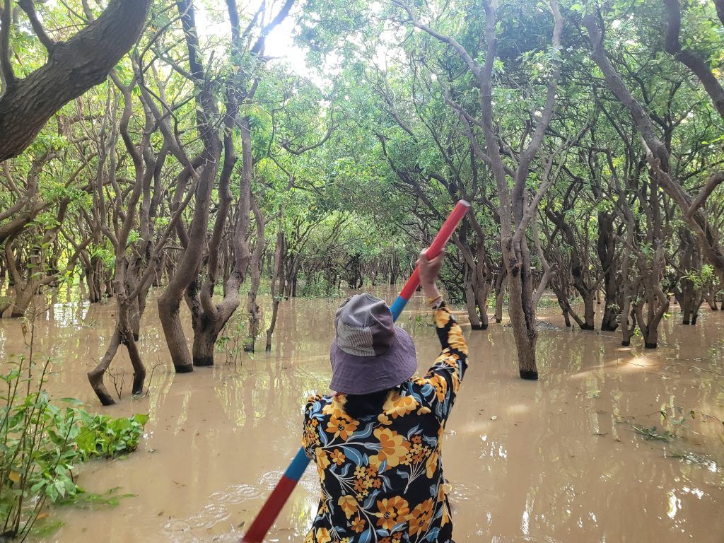 Woman rower in the mangrove forest