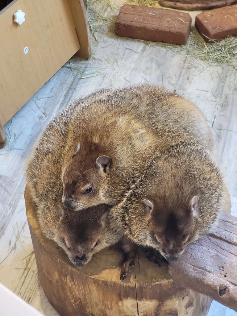 Marmots at Marmot Village Tokyo