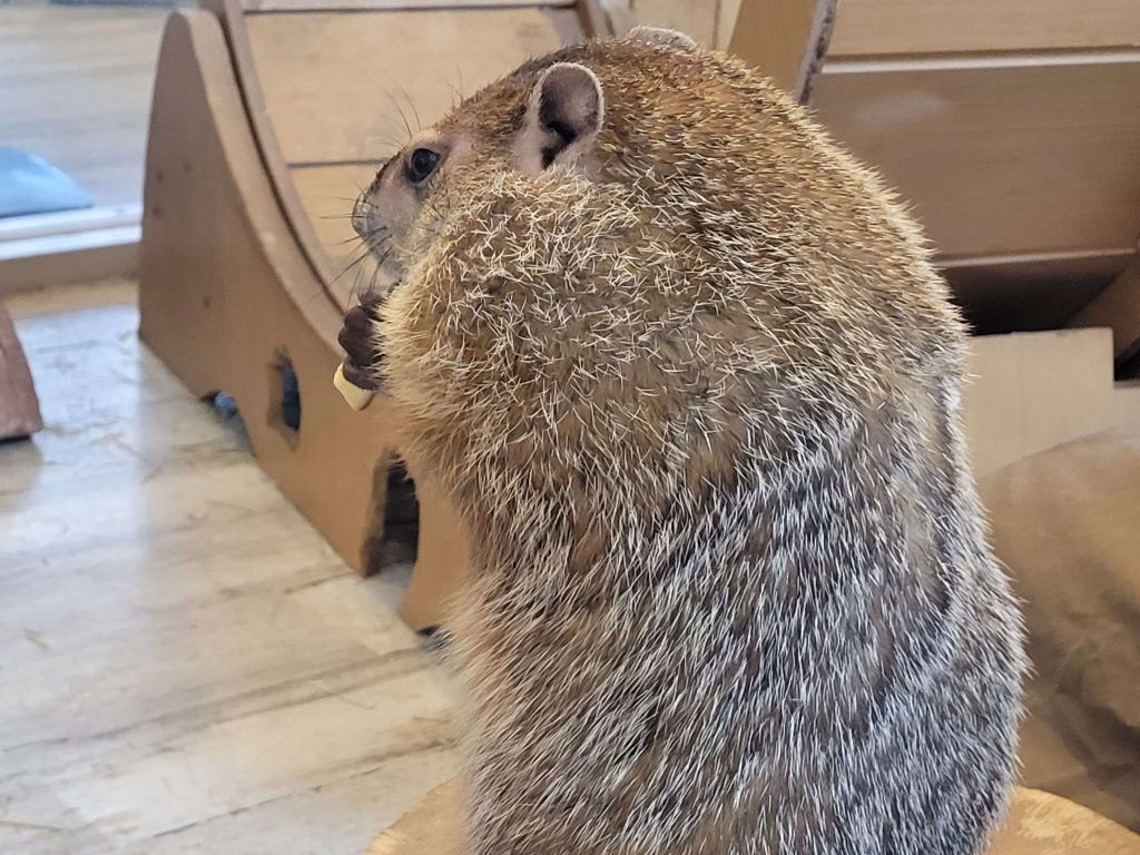 Marmots at Marmot Village Tokyo