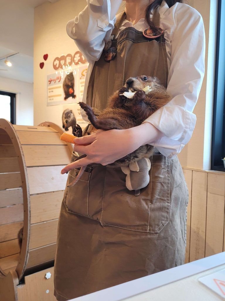 Marmots at Marmot Village Tokyo