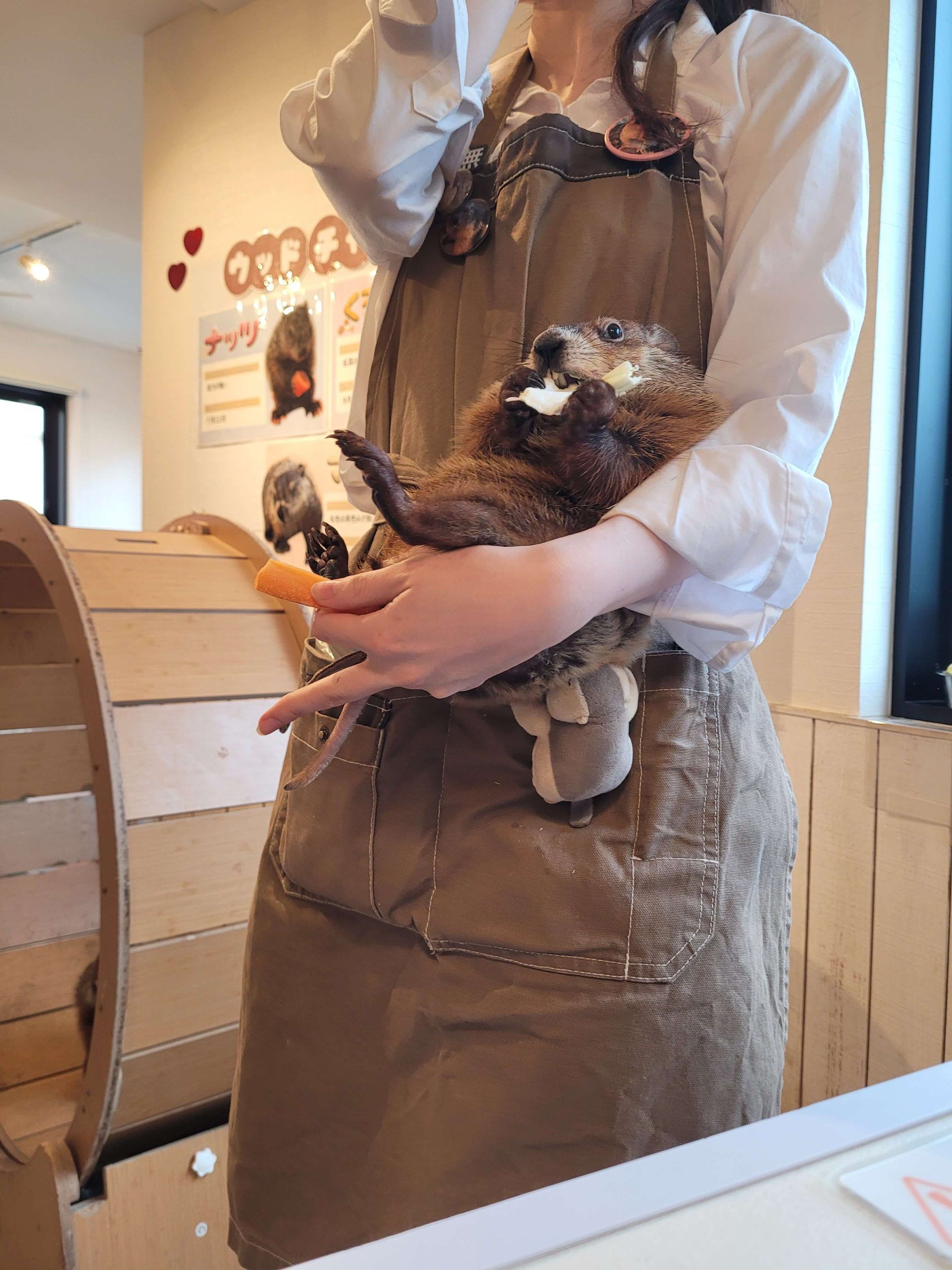 Marmot Village Tokyo: A No-Touch Animal Cafe in Nakano