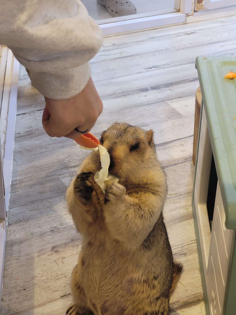 Feeding a marmot with thongs